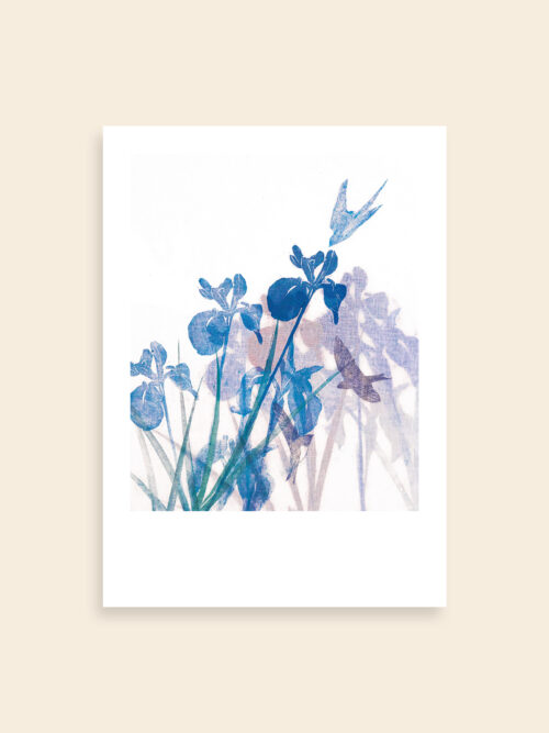 HISHIKI_1_artqoo_woocommerce_35x25 Kachō-ga 花鳥画 - Iris e rondine