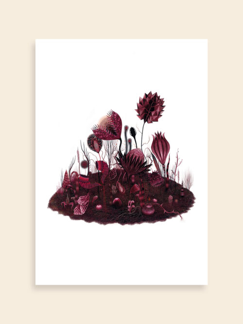 Giardino #5 (Neraria-Herbarium)